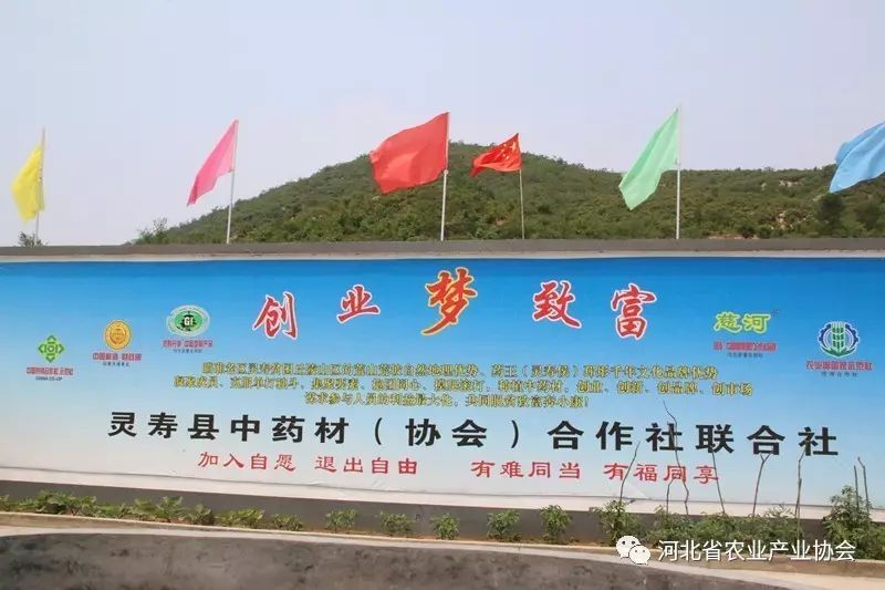 “靈壽丹參”成功注冊(cè)中國地標(biāo)產(chǎn)品、河北省著名商標(biāo)產(chǎn)品