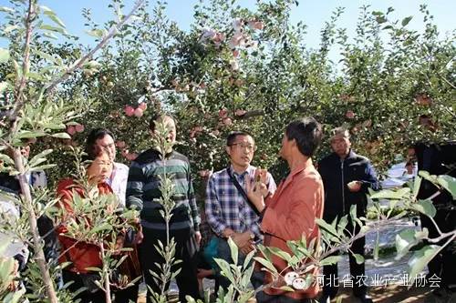 協(xié)會組團赴慶陽考察蘋果開心形，收獲滿滿