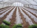 打造強根，就在蔬菜定植時