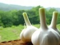 21種不噴農(nóng)藥自然防蟲的小秘密，你知道幾個(gè)