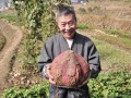 農(nóng)村種紅薯的俗語(yǔ)，高產(chǎn)訣竅說(shuō)清了