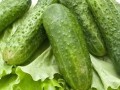水果黃瓜怎么種？做好這幾點(diǎn) 高產(chǎn)不是夢！