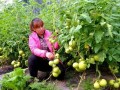 打頂、去杈、整枝，去葉原則必不可少！蔬菜去葉存在3個(gè)誤區(qū)