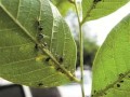 蚜蟲生長發(fā)育高峰期，試試這些防治方法