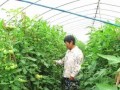 整枝不講究，滿園都是病