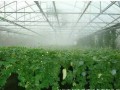 白天高溫炎熱，晚上棚室怎么辦？