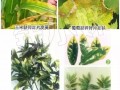 “氮”長葉子”磷“長果，“鉀肥”不足長柴火