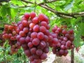 8月份高溫，葡萄樹要這樣管理，才會碩果累累