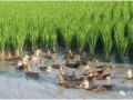 養(yǎng)殖又出新政策！種養(yǎng)結(jié)合成為補貼熱點！