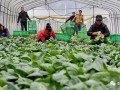 合作社想要拿補貼，還有這些事要做