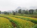 邯鄲、承德、唐山……河北各地大力發(fā)展特色產(chǎn)業(yè)，提升農(nóng)業(yè)質(zhì)量效益和競爭力