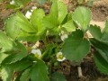 大棚草莓花期管理關(guān)鍵技術(shù)！