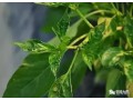 辣椒小葉病怎么防治？需注意辨明病因，對(duì)癥用藥