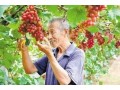 全省首批！河北這55縣區(qū)獲評(píng)農(nóng)產(chǎn)品“金字招牌”！快看有你家鄉(xiāng)嗎？