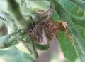 大棚茄子、番茄、黃瓜的高發(fā)病害，重者絕收，看看是什么病，怎么治？