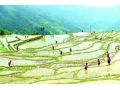 農(nóng)業(yè)農(nóng)村部：今年要振興大豆，擴大油料，適當(dāng)調(diào)減水稻