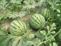 早春大棚西瓜定植技術(shù)要點