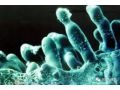 什么是真菌病害？什么是細(xì)菌病害？如果不懂后果很嚴(yán)重