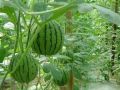西瓜種植過(guò)程中，你是否了解蔓枯病、炭疽病和枯萎??？