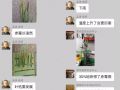 5月，讓小麥減產(chǎn)50%的病蟲都來了！抓緊防治！