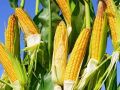 夏收在即，下一季作物種啥好呢？