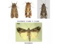 入侵19省！禍害大半個(gè)中國的“妖蛾子”，被國務(wù)院點(diǎn)名了?。ǜ睫r(nóng)業(yè)農(nóng)村部最新防控方案）
