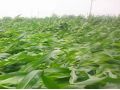 持續(xù)降雨，你家的玉米倒了嗎？倒伏之后扶不扶？