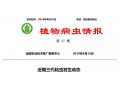 拯救玉米：除了遷徙來的妖蛾子，三代粘蟲已大面積暴發(fā)。