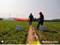 朝陽(yáng)匯豐小分子+分子有序化技術(shù)在安國(guó)應(yīng)用，半夏增產(chǎn)151%