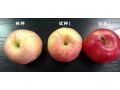 蘋果上色慢、紅度差，怎么辦？影響色度的原因有哪些？