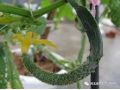 黃瓜彎瓜原因已找全，現(xiàn)在一定要避免！