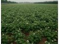 二、三、四膜種植馬鈴薯技術(shù)，4月底上市