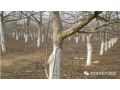 今年冬天有點(diǎn)冷，果樹冬春發(fā)生凍害后怎么辦？