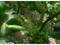 大棚蔬菜施用植物調(diào)節(jié)劑，謹防這些藥害