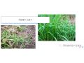 你家地里如果有這些惡性雜草，試試這個配方，一遍干凈