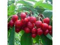 要想種好櫻桃樹(shù)，這幾個(gè)問(wèn)題一定要搞明白！