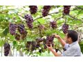 休眠期、萌芽期、開(kāi)花期、新稍期、膨果成熟期的整套溫度管理