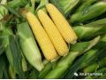 花生的需肥特性和全套施肥方案！