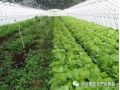 大棚蔬菜種植的7大誤區(qū)！菜農(nóng)們一定要記住大棚蔬菜種植的7大誤區(qū)！菜農(nóng)們一定要記住