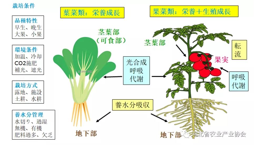 2021石家莊 ? 國(guó)際農(nóng)業(yè)交流對(duì)接系列活動(dòng)——日本種苗管理及高品質(zhì)蔬菜栽培技術(shù)在線交流