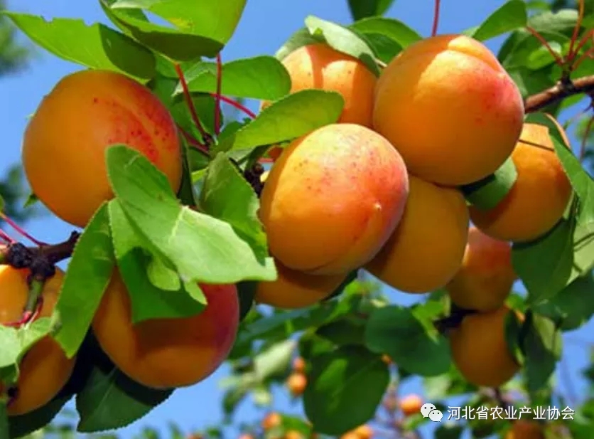 2021石家莊 ? 國(guó)際農(nóng)業(yè)交流對(duì)接系列活動(dòng)——亞美尼亞甜杏種植管理及加工技術(shù)