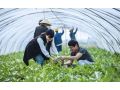 加拿大有機(jī)農(nóng)業(yè)能給我國(guó)帶來哪些啟示？